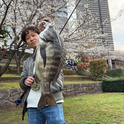 クロダイ