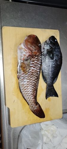 メジナの釣果