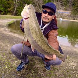 ロックトラウト