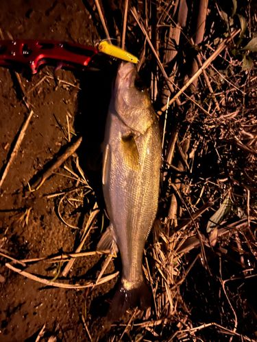 セイゴ（マルスズキ）の釣果