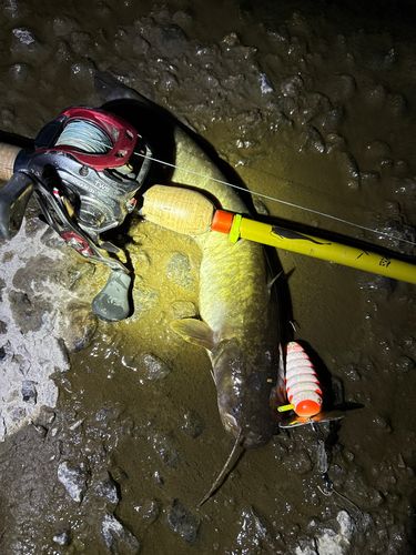 ナマズの釣果