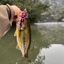 ラージマウスバス