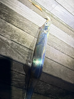 タチウオの釣果