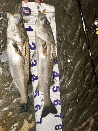 シーバスの釣果