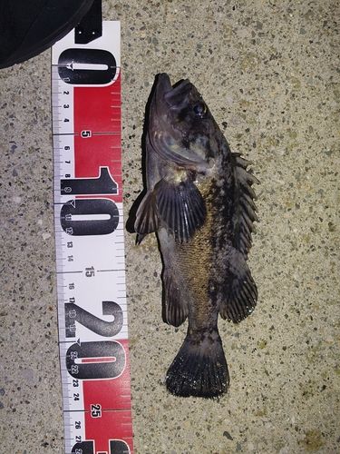 クロソイの釣果