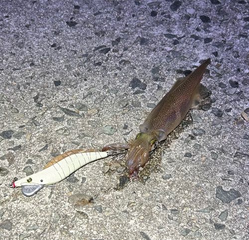 ヤリイカの釣果