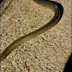 ウナギ