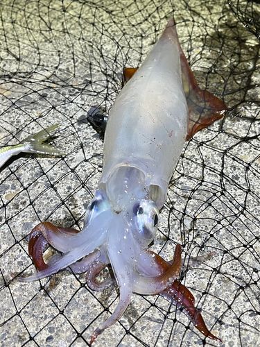 アカイカの釣果