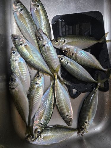 アジの釣果