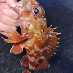 カサゴ