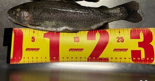 ニジマスの釣果