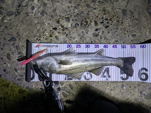 シーバスの釣果