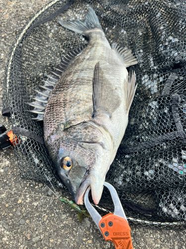 チヌの釣果