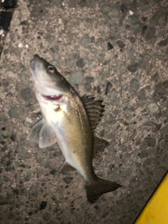 セイゴ（マルスズキ）の釣果