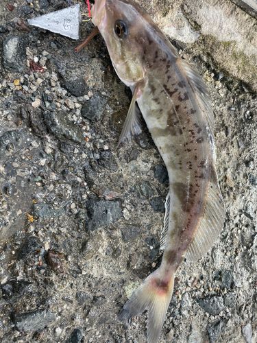 ホッケの釣果