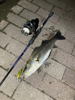 シーバスの釣果