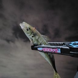 アジ
