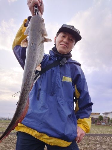 マナマズの釣果