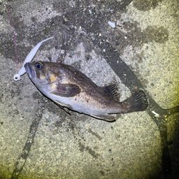 クロソイ