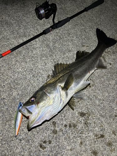 シーバスの釣果