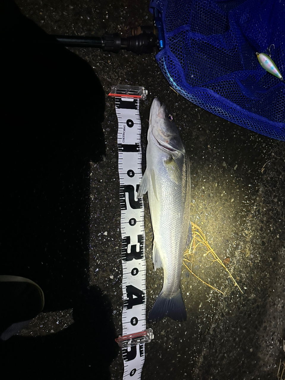SHIMANO セフィア SS 2019年モデルの最安値・インプレ・釣果