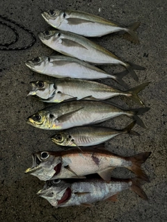 アジの釣果