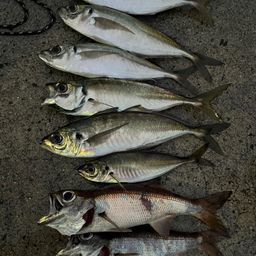 アジ