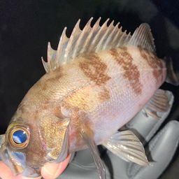 メバル