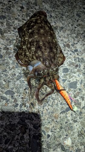 モンゴウイカの釣果