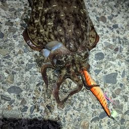 モンゴウイカ