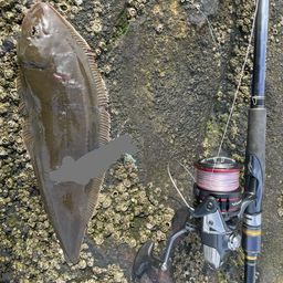 クロウシノシタ