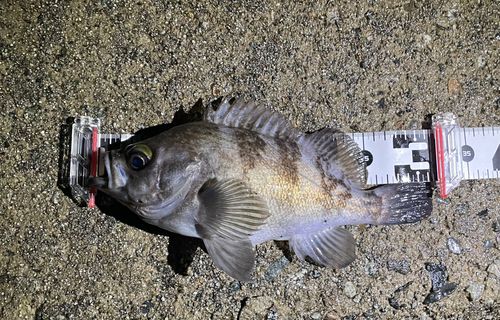 メバルの釣果