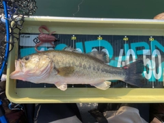 ブラックバスの釣果