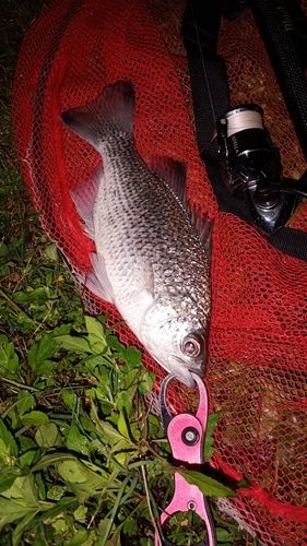 オオクチユゴイの釣果