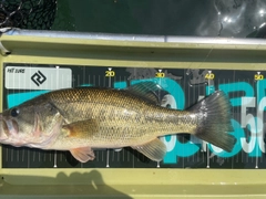 ブラックバスの釣果