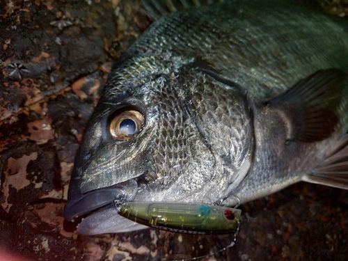 チヌの釣果