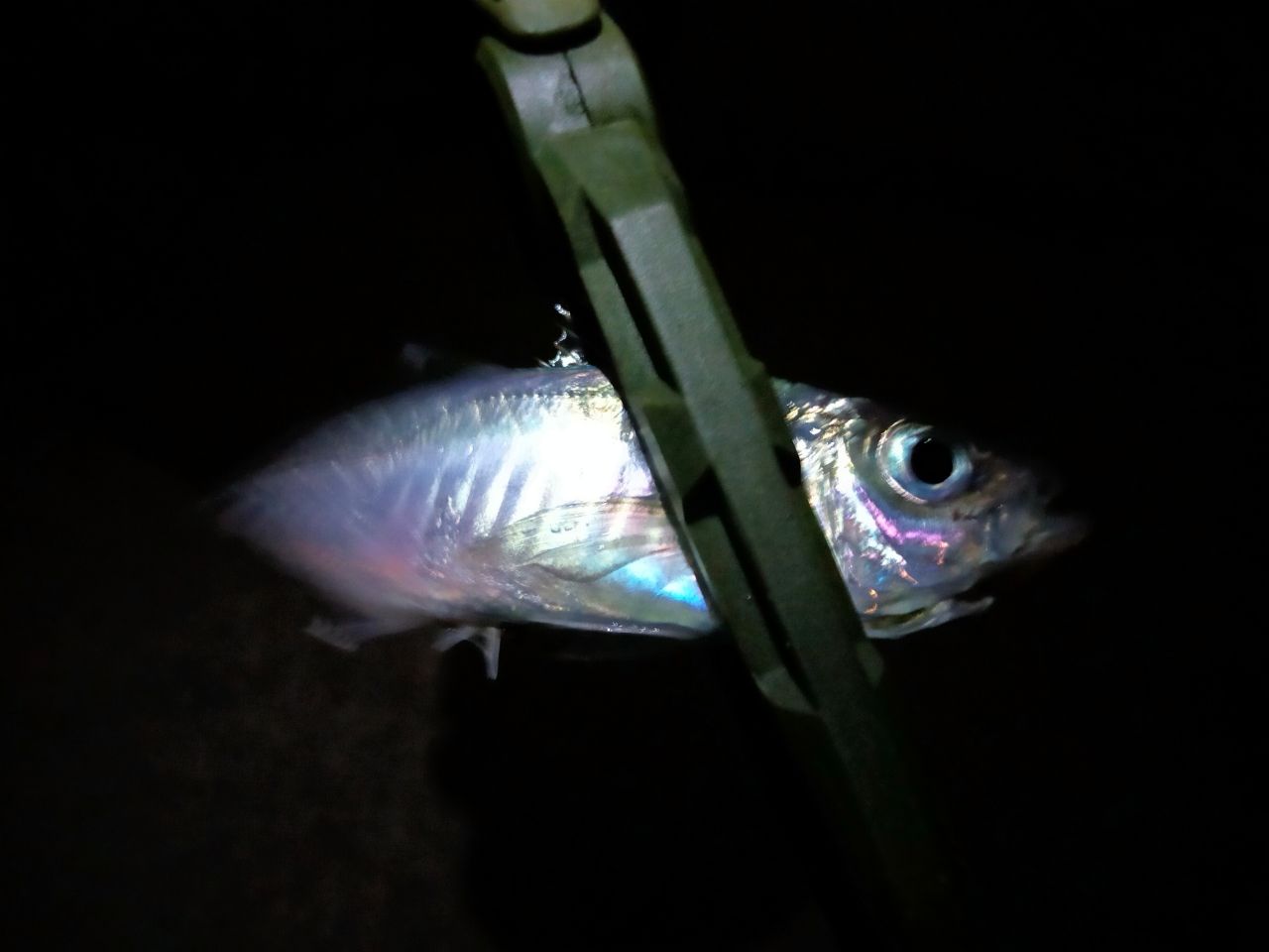 アジ