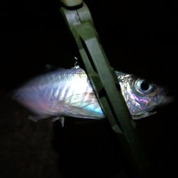 アジ