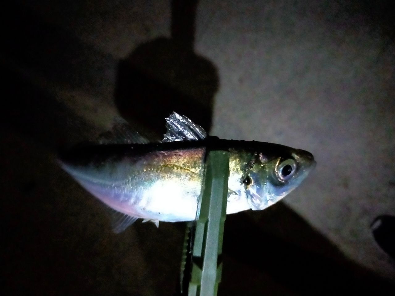 アジ