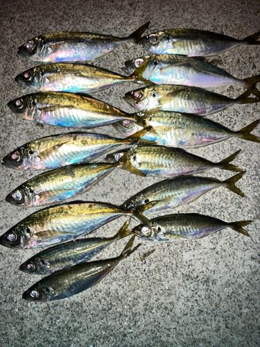 アジの釣果