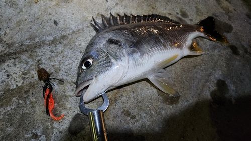 キチヌの釣果