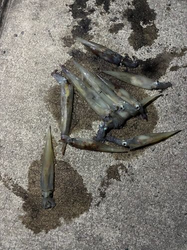 ヤリイカの釣果