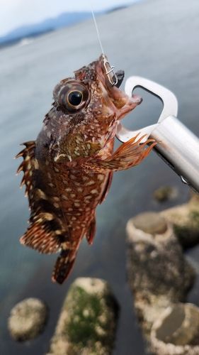 カサゴの釣果