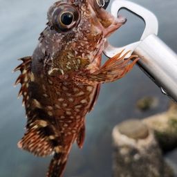 カサゴ