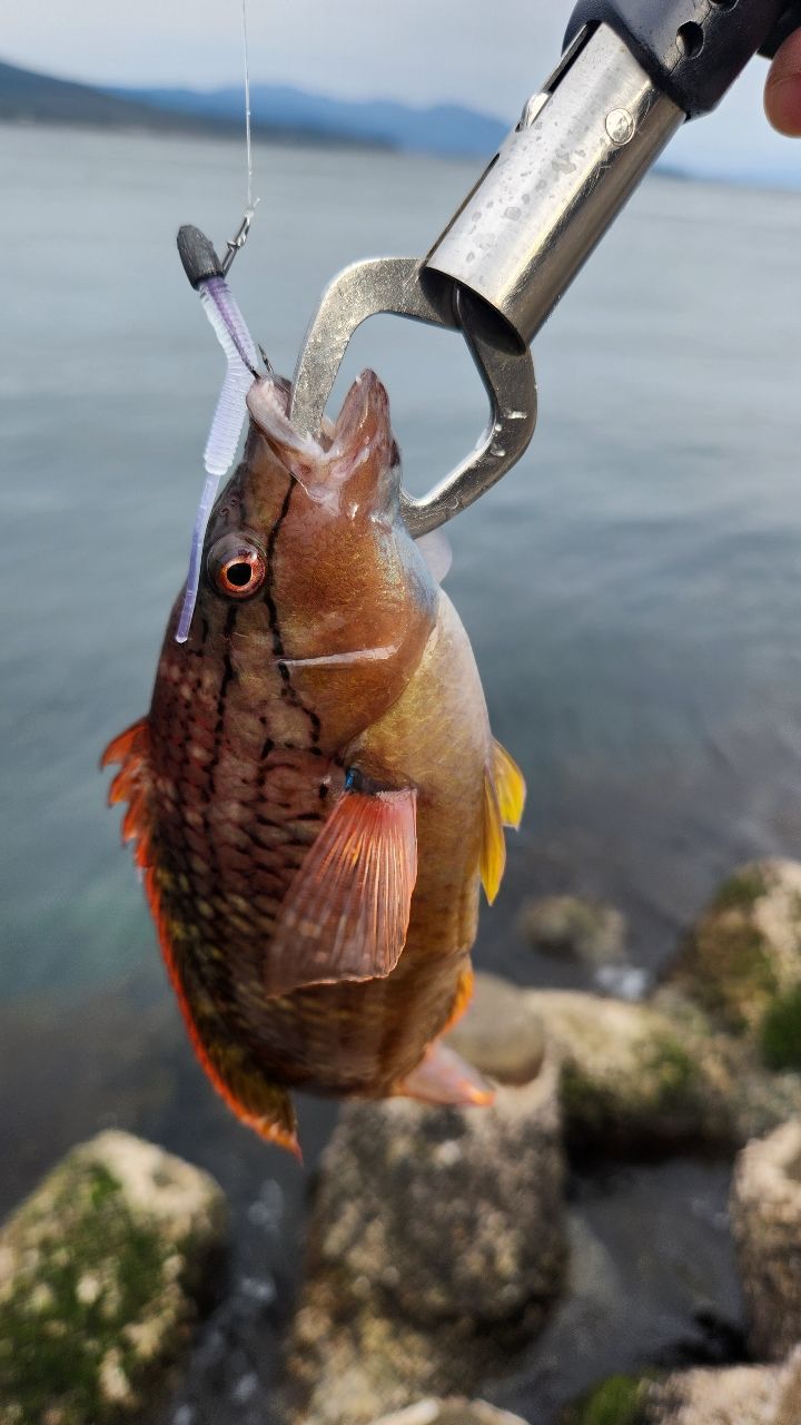 アカササノハベラ