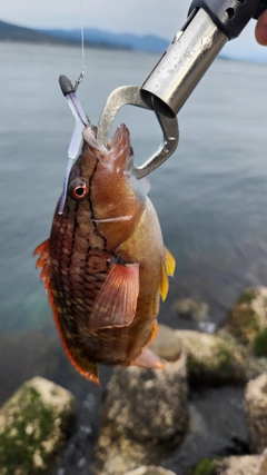 アカササノハベラの釣果
