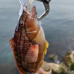 アカササノハベラ