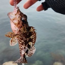 カサゴ