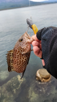 オオモンハタの釣果