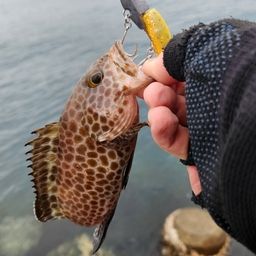 オオモンハタ